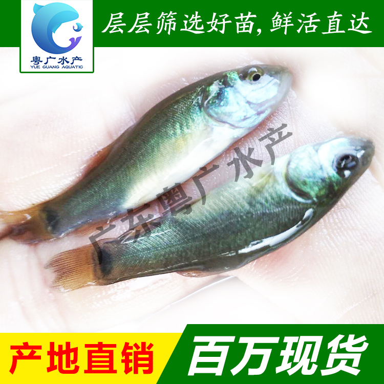 广州丁桂鱼苗欧洲丁岁鱼须岁鱼丁鲑鱼苗基地直销 质量保证