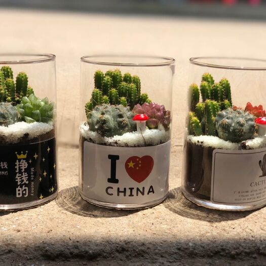 漳州 多肉组合