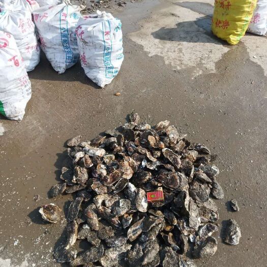 东营 牡蛎大量批发