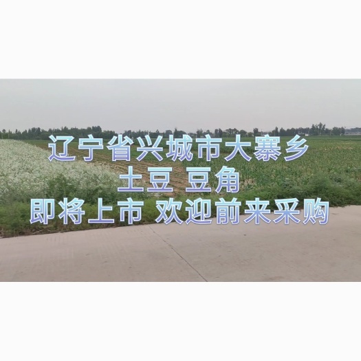 兴城市白条豆角 40cm以下