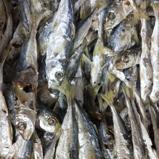 东山县巴浪鱼干 12-18个月