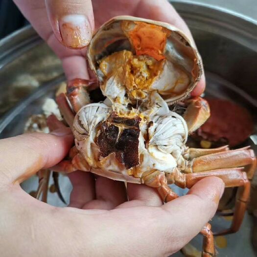 江苏六月黄大闸蟹/高淳固城湖螃蟹/高淳大闸蟹/电商/超市