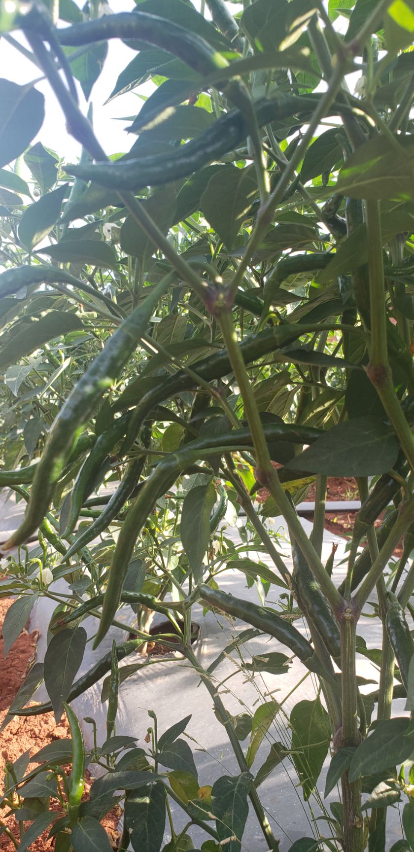 新紅利朝天椒 大批量上市