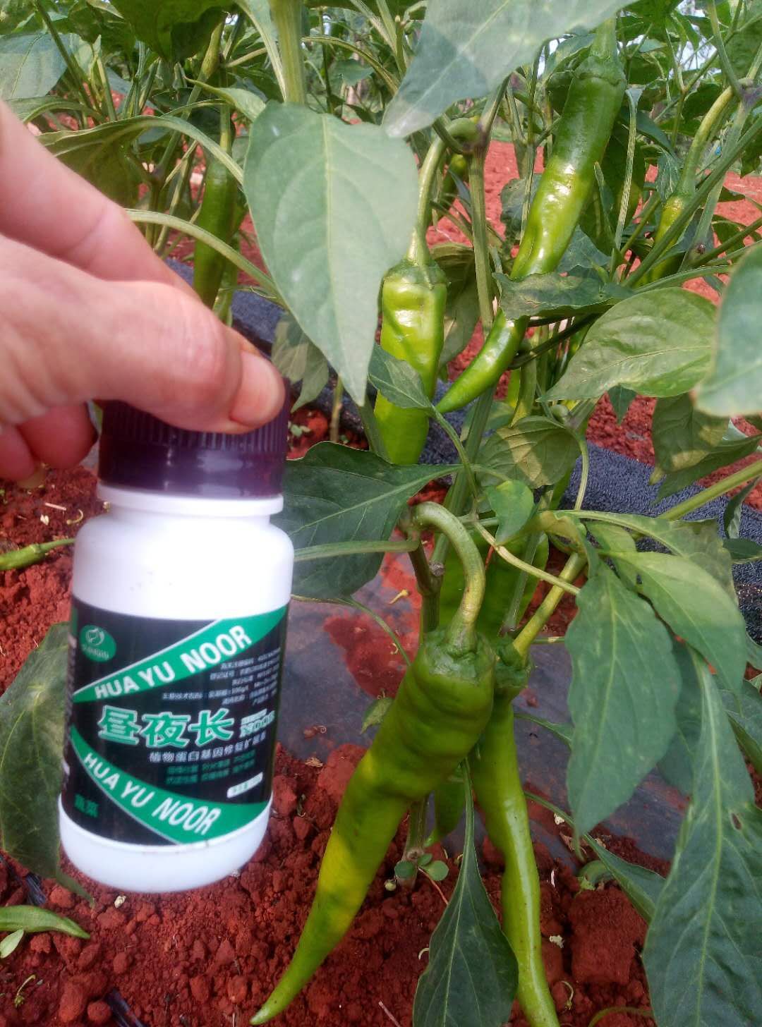  叶面肥果树专用保花保果 膨大着色 增产增收提前上市厂家直销