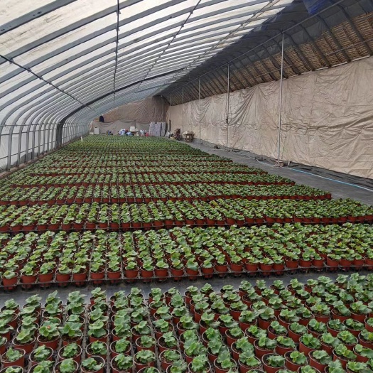 天津塑料薄膜温室大棚 温室大棚-暖棚、拱棚、养殖棚、蔬菜棚