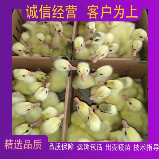 原阳县大三花鹅苗  大三花