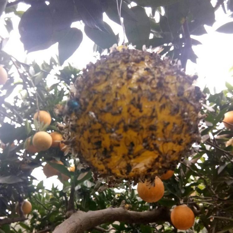 （包邮） 大实蝇柑橘诱蝇球诱虫球 小实蝇针蜂粘诱球