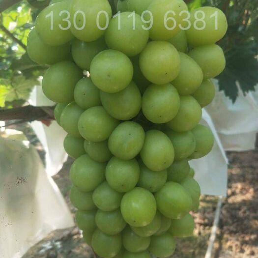 潜江市阳光玫瑰湖北潜江葡萄基地，7月下旬上市