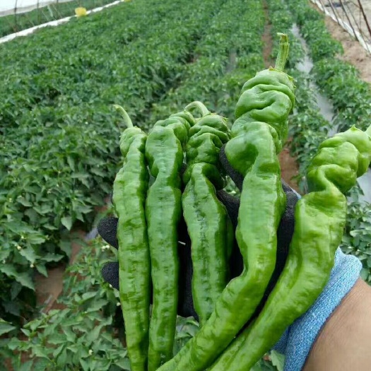 大荔县陇椒 珑椒