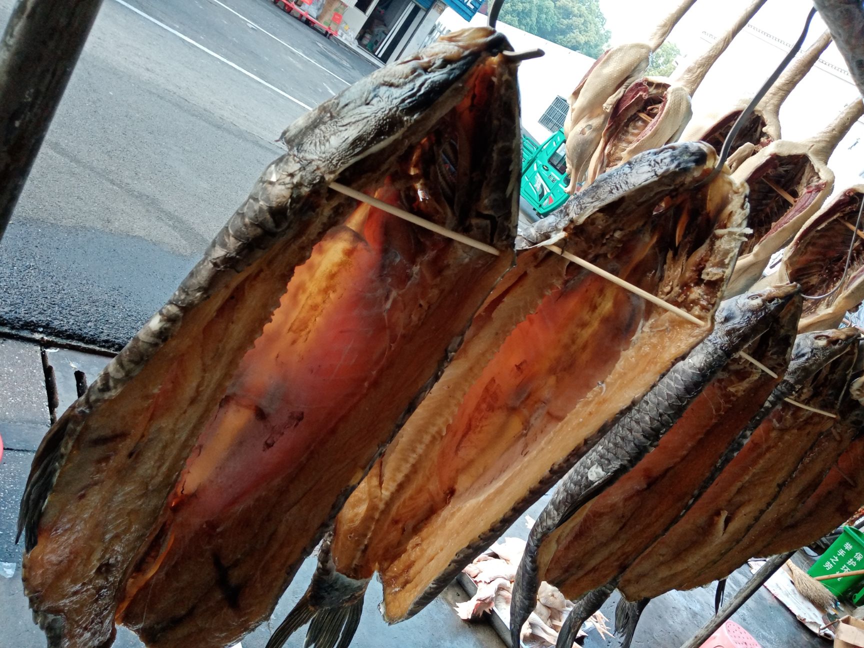 淡水青鱼 南京市高淳区***螺蛳青