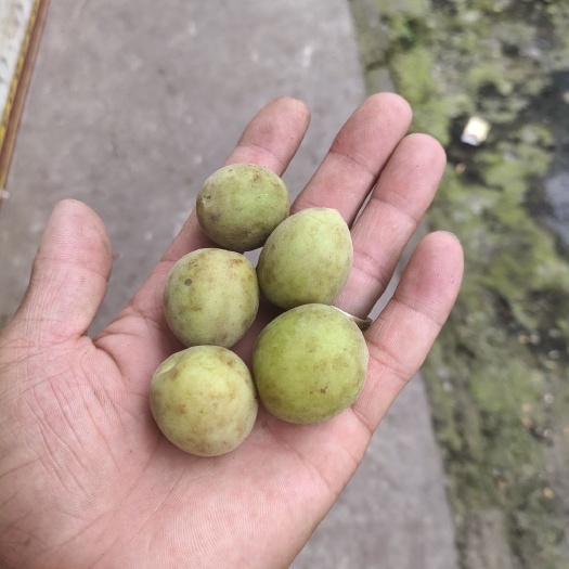 马边县 青梅