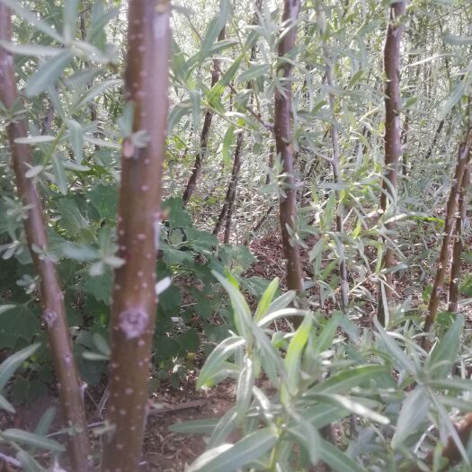 阜新县沙棘苗  三年大果沙棘深秋红