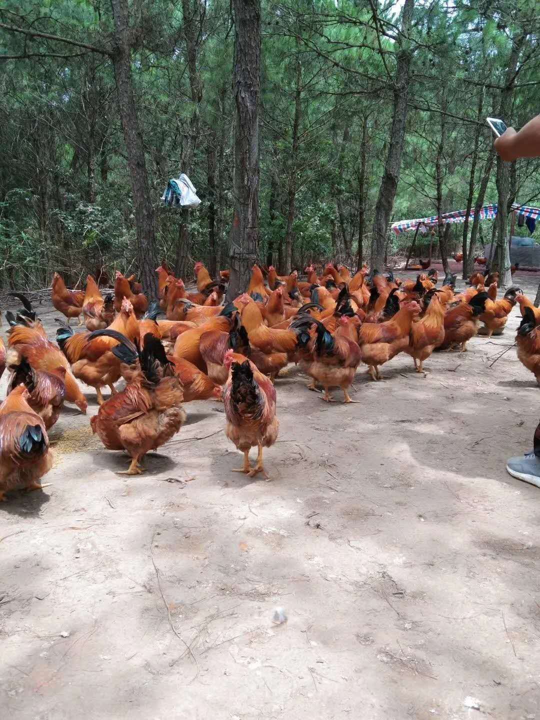  三黄鸡，腌鸡