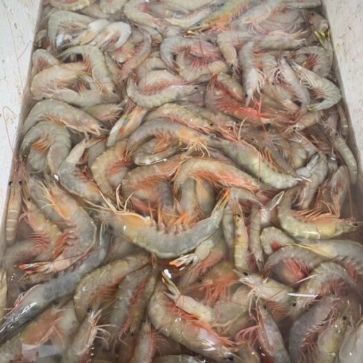 阳江红杉鱼 深海海虾