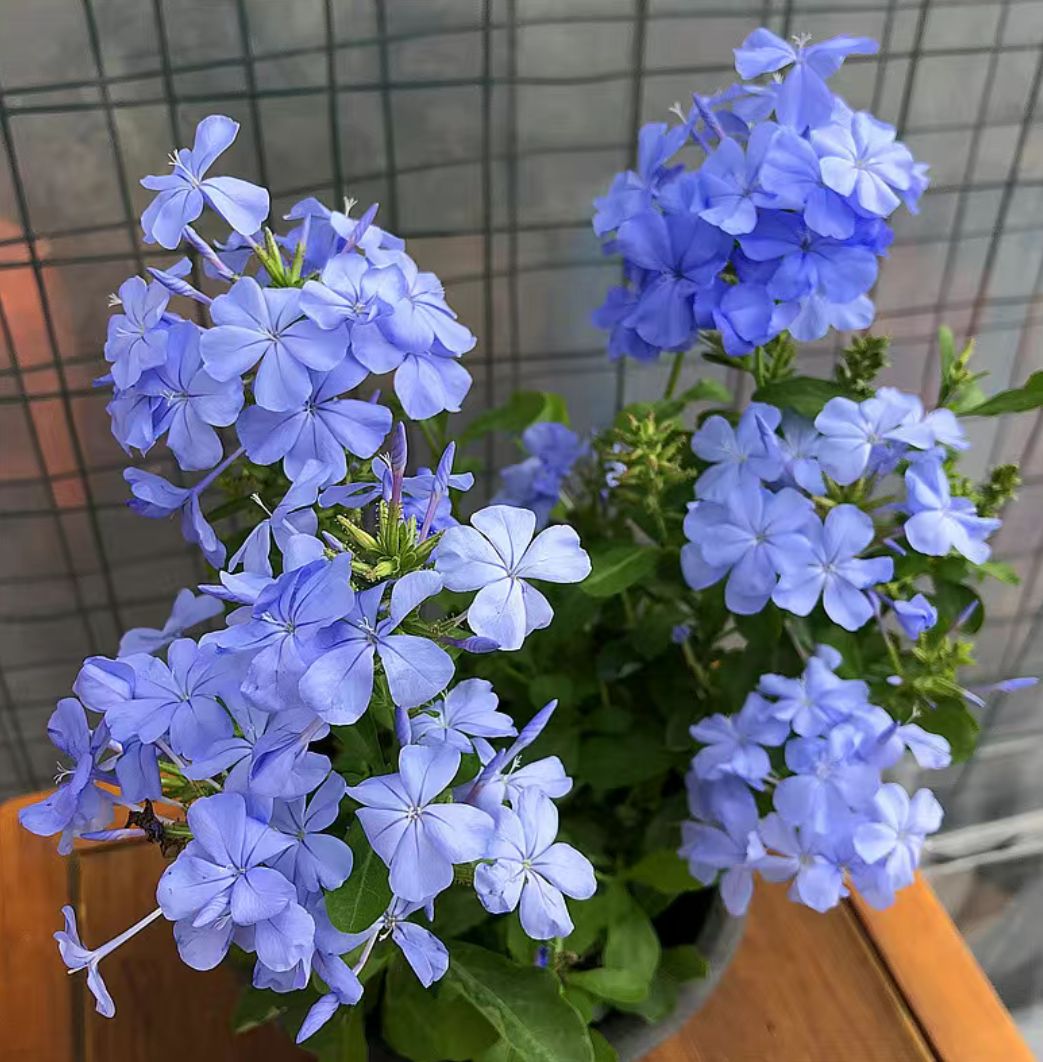  蓝雪花苗四季开花盆栽耐热阳台庭院爬藤攀援垂吊花卉
