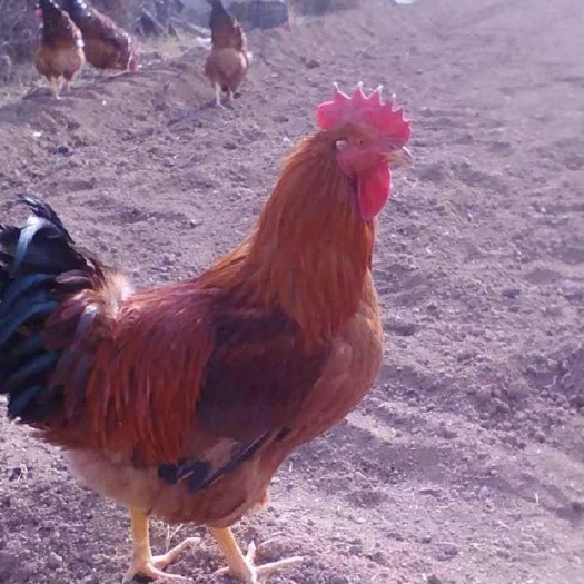 衡阳k9麻黄快大型鸡苗包邮