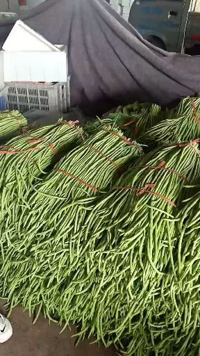 沂水县 山东临沂长豆角种植基地  长豆角产地批发