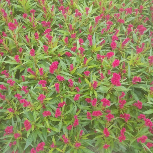  鸡冠花
