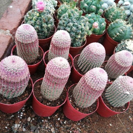 漳州仙人球 实生红太阳10公分140元，自根8公分70元，嫁接60