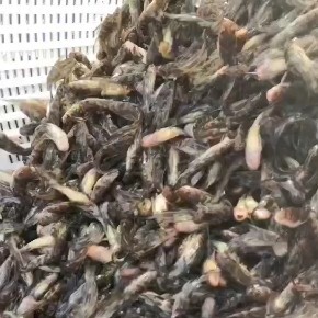 孝感 黄优一号黄骨鱼苗要的老板联系