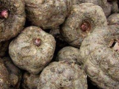 中方县 现货供应鲜魔芋