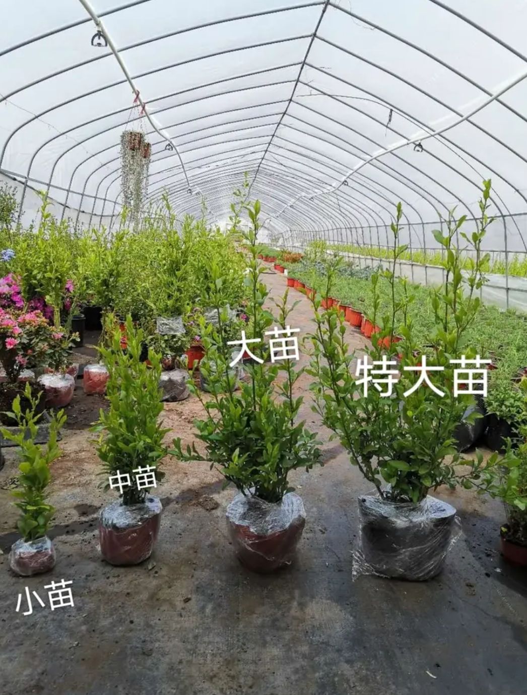  蓝雪花苗四季开花盆栽耐热阳台庭院爬藤攀援垂吊花卉