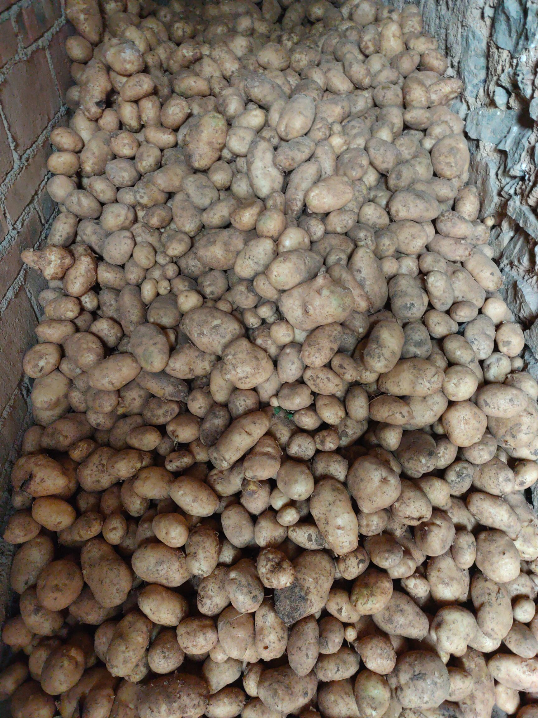  高山农村绿色。无污染种植的土豆。