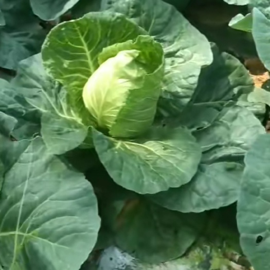 威远县 鸡心包菜，莲花白