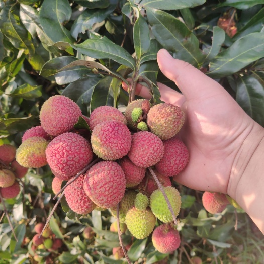 灵山县妃子笑荔枝 广西壮族自治区钦州市灵山县 高次果