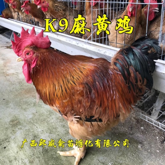 南宁阉鸡苗  K9鸡苗 胡树强882 新广901 包疫苗包运输