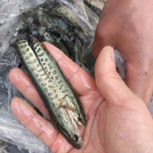 泸县 黑鱼苗优良品种生长速度快成活率高抗病力强