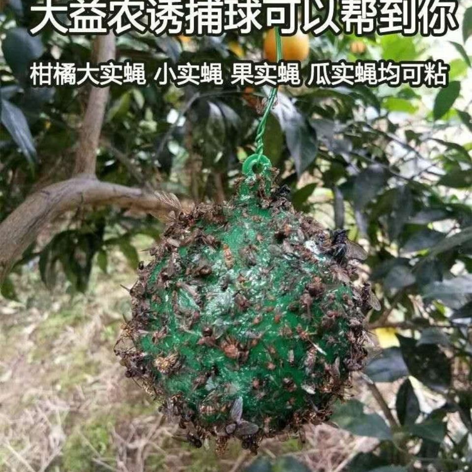 （包邮） 大实蝇柑橘诱蝇球诱虫球 小实蝇针蜂粘诱球
