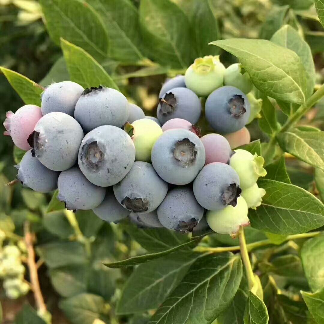 蓝丰蓝莓 10 - 12mm以上 鲜果