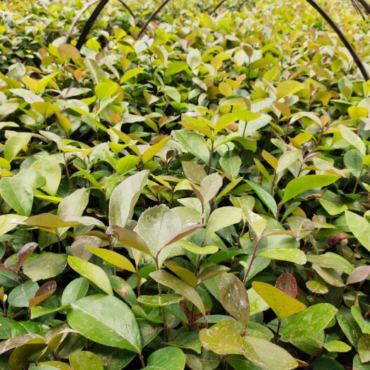 阳朔县油茶种子  油茶芽苗，