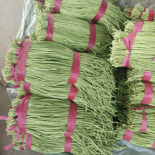 长豆角  虹豆 绿龙长豆角 产地直供  条顺 颜色绿  量大