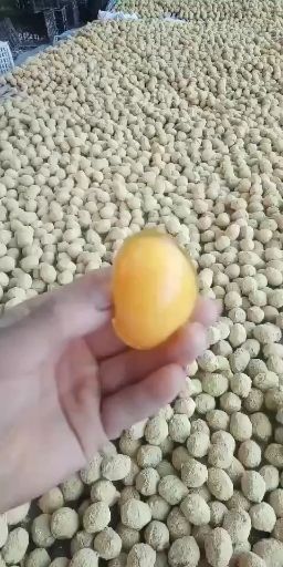 溏心皮蛋  河南五香变蛋