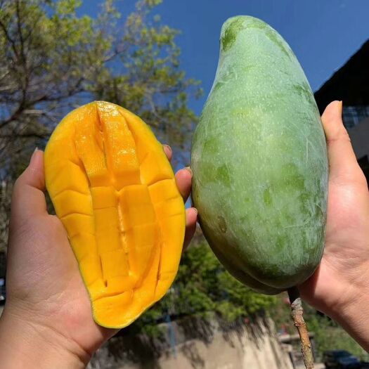 灵山县 金煌芒果苗