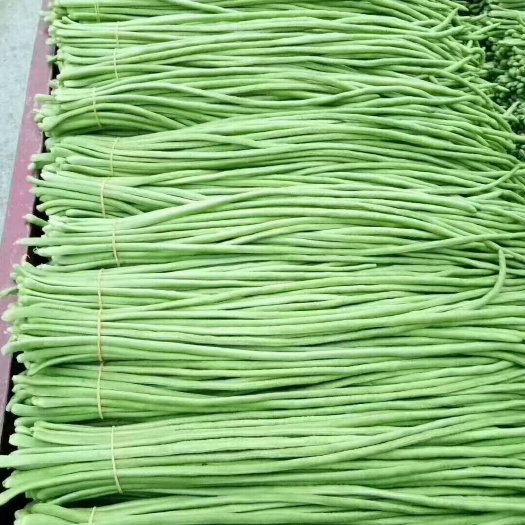 博爱县 豆角，长茄