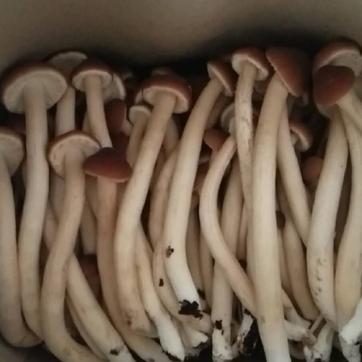 成都普通茶树菇 14~16cm 未开伞 鲜茶树菇