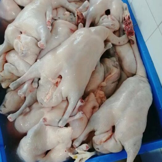 东莞市黑棕鹅 价钱优美，货源充足，质量保证