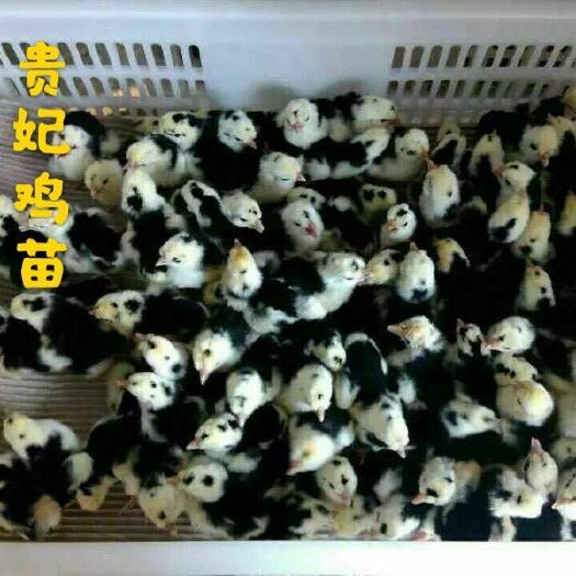 广州 贵妃鸡苗