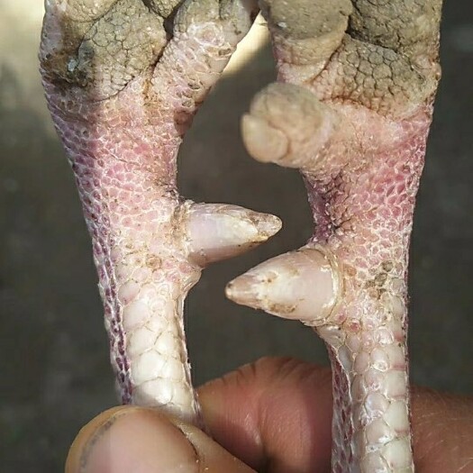 曹县 11个月的芦花鸡肉质更好