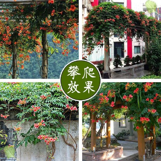 沭阳县凌霄苗  凌霄花苗，美国凌霄爬藤植物，盆栽凌霄