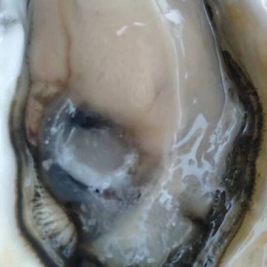 漳浦县 牡蛎