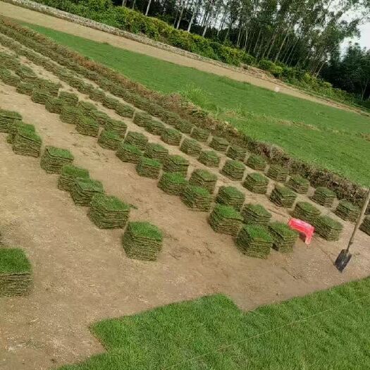 广州 广州绿化草皮基地直销，专业草物美价廉，欢迎订购！