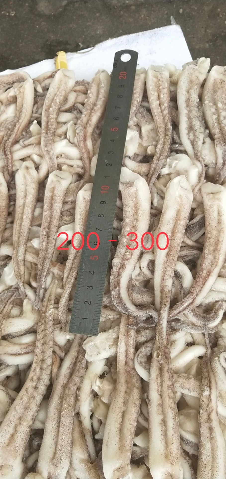 二本足  真鱿  鱿鱼须 去脖鱿鱼须  品牌优势 质量保障