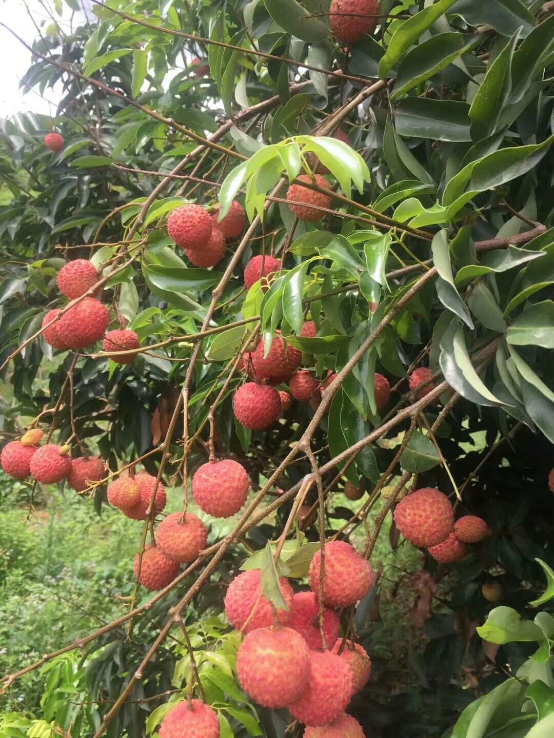 靈山荔枝之鄉百年桂味荔枝