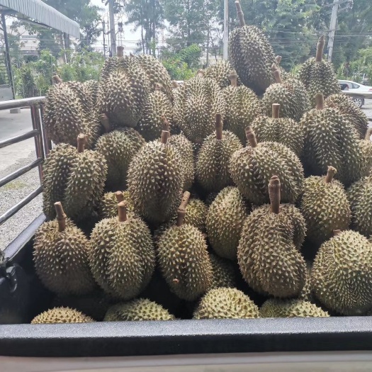 深圳 泰国🇹🇭金枕榴莲A/B级18公斤/箱，原产地现采，整柜