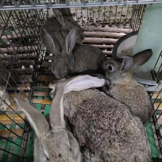 庆元县肉兔 5斤以上