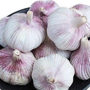 冠县红皮大蒜 产地直达发